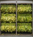 Triple-row tobacco container full of freshly harvested leaves. Tobacco drying container with a system of three levels of slides on Royalty Free Stock Photo