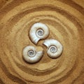Triple spiral on sand. Concept with dry snail shells.