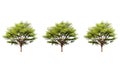 Triple Terminalia ivorensis Chev tree isolated white background