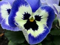 Triple Violet - Viola Tricolor Royalty Free Stock Photo