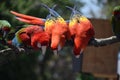 Triplet Scarlet Macaw Parrots on a Perch Royalty Free Stock Photo