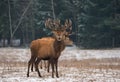 The Triplets. Three Adult Noble Deer With Large Beautiful Branching Horns Stand One Behind The Other On Snow-Covered Field. Three