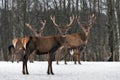 Triplets. Three Red Deer Cervus Elaphus, Cervidae,.Majestic Adult Animal In Winter Forest, Belarus. Wildlife Animal Scene From Royalty Free Stock Photo