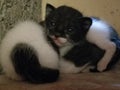 Triplets woken up Mauritius Cats kittens
