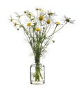 Wild chamomile scentless mayweed or scentless chamomile in a glass vessel on a white background