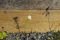 Tripleurospermum inodorum, scentless false mayweed, flower Royalty Free Stock Photo