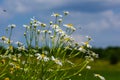 Tripleurospermum inodorum, wild chamomile, mayweed, false chamomile, and Baldr\'s brow Royalty Free Stock Photo