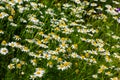 Tripleurospermum inodorum, wild chamomile, mayweed, false chamomile, and Baldr\'s brow Royalty Free Stock Photo