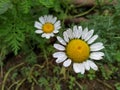 Tripleurospermum maritimum in the field Royalty Free Stock Photo