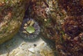 Pincushion Urchin on a colorful reef Royalty Free Stock Photo