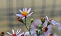 Tripolium pannonicum, sea aster Royalty Free Stock Photo