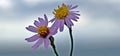 Tripolium pannonicum, sea aster