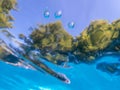 Trippy abstract underwater view of surrounding lush foliage trees and blue sky Royalty Free Stock Photo