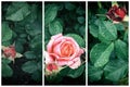 Triptych of flowers and leaves of rose in water drops