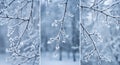 Triptych of delicate tree branches covered in frost and snow during a winter snowfall with blurred background Royalty Free Stock Photo