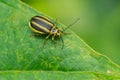 Skeletonizing Leaf Beetle - Genus Trirhabda