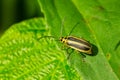 Skeletonizing Leaf Beetle - Genus Trirhabda