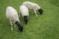 Trisome sheep feeding on a meadow