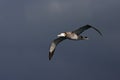 Tristan Albatros, Tristan Albatross, Diomedea dabbenena Royalty Free Stock Photo