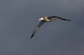 Tristan Albatross, Tristan Albatros, Diomedea dabbenena Royalty Free Stock Photo