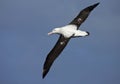 Tristanalbatros; Tristan Albatross; Diomedea dabbenena Royalty Free Stock Photo