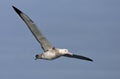 Tristanalbatros, Tristan Albatross, Diomedea dabbenena Royalty Free Stock Photo