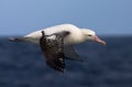 Tristanalbatros, Tristan Albatross, Diomedea dabbenena Royalty Free Stock Photo