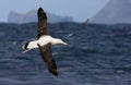 Tristanalbatros, Tristan Albatross, Diomedea dabbenena