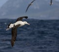 Tristanalbatros, Tristan Albatross, Diomedea dabbenena Royalty Free Stock Photo