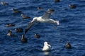 Tristanalbatros, Tristan Albatross, Diomedea dabbenena Royalty Free Stock Photo