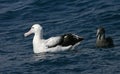 Tristanalbatros, Tristan Albatross, Diomedea dabbenena Royalty Free Stock Photo