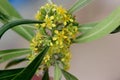 Tristaniopsis laurina, water gum, kanooka Royalty Free Stock Photo