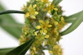 Tristaniopsis laurina, water gum, kanooka Royalty Free Stock Photo