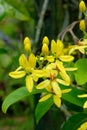 Bountiful floral display of the Australian Golden Vine, Tristellateia australasiae, a popular ornamental liana