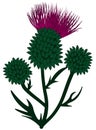 Thistle flower buds isolated colored Royalty Free Stock Photo