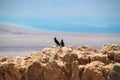 Tristram`s grackle starling birds sitting on a stone ledge at Masada overlooking Dead Sea