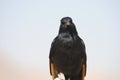 Tristram`s starling look, Massada, Israel