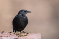 Tristram's starling, Onychognathus tristramii. The Asir Mountains, Saudi Arabia