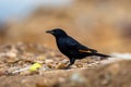 Tristram`s starling Onychognathus tristramii, Jordan