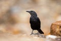 Tristram`s starling Onychognathus tristramii, Jordan