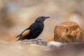 Tristram`s starling Onychognathus tristramii, Jordan