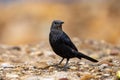 Tristram`s starling Onychognathus tristramii, Jordan