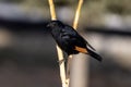 Tristram`s starling Onychognathus tristramii, Jordan