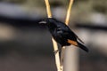 Tristram`s starling Onychognathus tristramii, Jordan