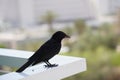 Tristram\'s starling (Onychognathus tristramii) sitting on the edge of balcony