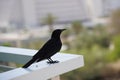 Tristram\'s starling (Onychognathus tristramii) sitting on the edge of balcony