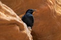 Tristram's starling, Onychognathus tristramii, sitting on the sandstone rock in the Wadi Mujib in Jodan, Asia.
