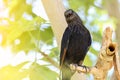 Tristram`s starling on a tree branch, Israel