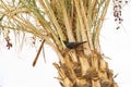 Tristram`s Starling on Palm, Qumran, Israel