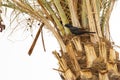 Tristram`s Starling Perched on Palm Tree